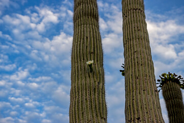 Fototapeta na wymiar Close Up Of Saguaro Cactus With Flower In Arizona