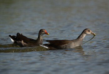 Common Moorhens feeding at Asker marsh, Bahrain