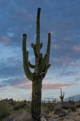 Close Up Of  Saguaro Cactus With Flowers In Arizona Morning Time