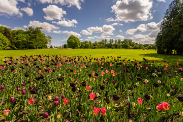 Obraz premium A magnificent landscape with views of trees, blue sky with clouds and colorful tulips in the foreground.