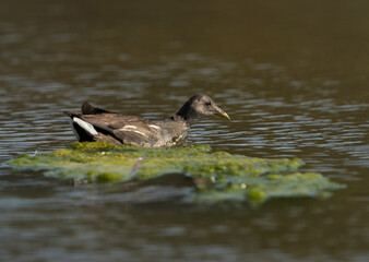 Subadult Moorhen feeding at Asker marsh, Bahrain