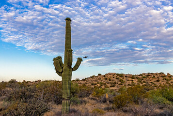 Close Up Of  Saguaro Cactus With Quail In Arizona