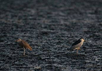 A pair of Black-crowned Night heron at Asker marsh, Bahrain