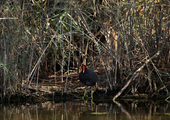 Common Moorhen in its habitat at Asker marsh, Bahrain