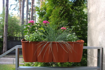 Small pink flowers in brown plastic pot are attached to metal railings