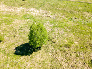 Green bush in the meadow in spring. Aerial drone view.
