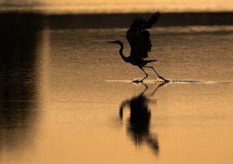 A backlit image of a Grey Heron takeoff at Tubli bay, Bahrain