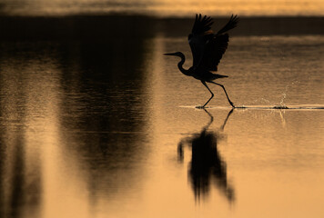 Silhouette of a Grey Heron takeoff at Tubli bay, Bahrain