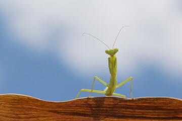 green mantis sitting on dry brown leaf against sky