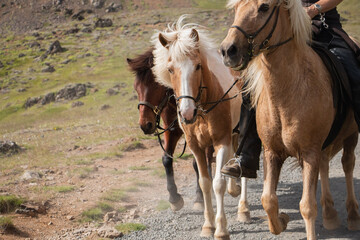 Obraz premium horse ride on rocky roads
