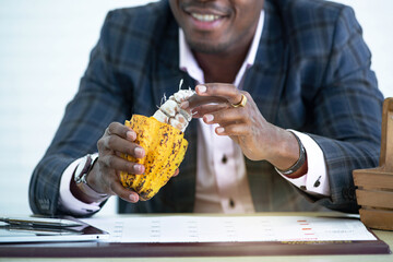 African businessman examines the seeds in the cocoa pods from his plantation, holding the harvested Cacao fruit with pods and seeds