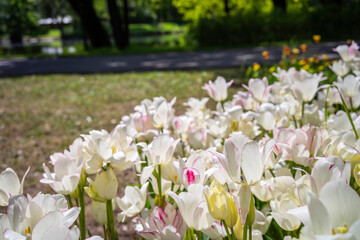 Gorgeous white tulips at the Tulip Festival in St. Petersburg, Russia.