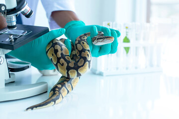Scientists are working to study snakes in the lab, study of biology on reptiles