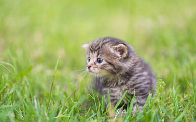 Baby cat in the green grass