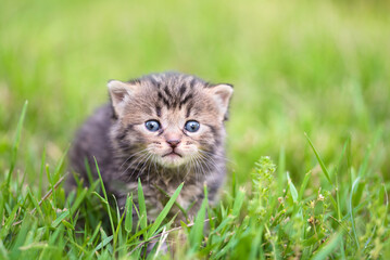 Naklejka na ściany i meble Baby cat in the green grass