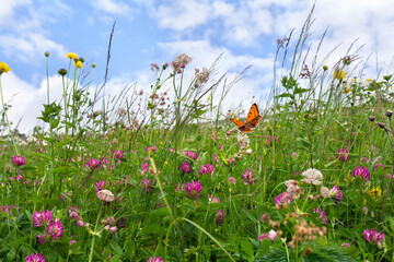 Flowers of clover and wildflowers on meadow in summer. Orange butterfly with black dots scarce copper above summer wildflowers - obrazy, fototapety, plakaty