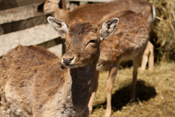 Close up of a little deer in petting zoo