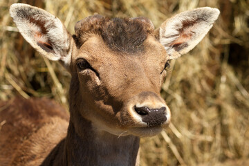 Close up of a little deer in petting zoo
