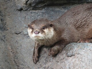 コツメカワウソ