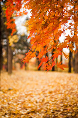 가을납엽과 산책 그 빛의 아름다움