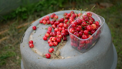 Summer red cherries just harvested. The concept of healthy natural food. Rural healthy life. Red fruits.