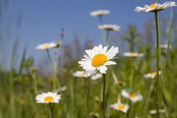 Fototapeta na wymiar chamomile wildflowers on a background of blue sky