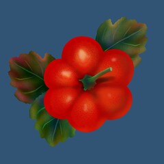 tomatoes on the vine