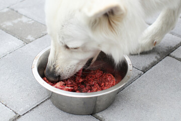 Feeding dog with a healthy raw meat food diet.