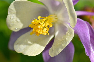 Aquilegia flower brightened by summer sun just after rain in Britain The plant features many...