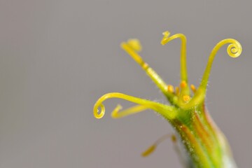Pistil of aquilegia flower on a sunny day in front garden The plant has a long stem and light...