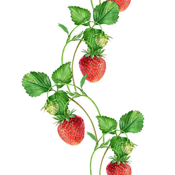 Watercolor seamless strawberry pattern. Strawberry garden, botanical illustration, pattern of bushes and berries.