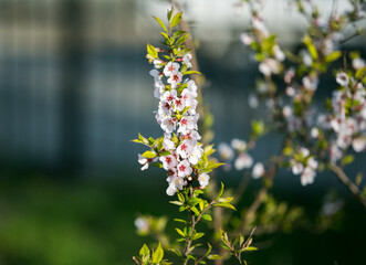 Cherry blossoms. Selective focus with shallow depth of field.