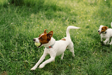 Jack Russell Terrier dogs in meadow. Jack Russell Terrier dogs in nature.
