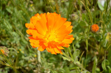 Orange Flower