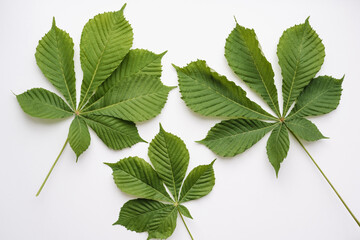 chestnut leaves on a white background, green chestnut leaves, green leaves