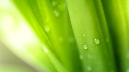 Green leaf with nature in a garden summer. Nature green background. Natural green leaves plants using as spring background cover page environment ecology or greenery wallpaper.