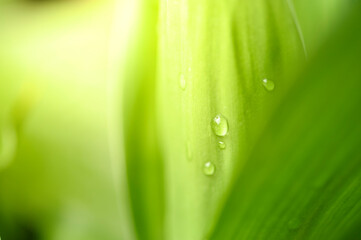 Green leaf with nature in a garden summer. Nature green background. Natural green leaves plants using as spring background cover page environment ecology or greenery wallpaper.