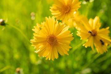 거미와 벌의 대치