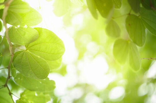 Green leaf with nature in a garden summer. Nature green background. Natural green leaves plants using as spring background cover page environment ecology or greenery wallpaper.