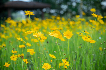 Fototapeta premium 노랗게 피어난 금계국