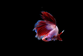 Photo Super Red White and Blue Halfmoon Fancy, Cupang, Betta, siamese fighting fish beyond bubbles, Isolated on Black
