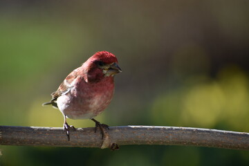 A purple finch at the feeder