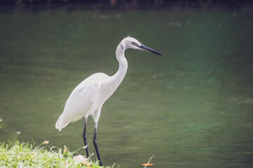 Portrait of A white heron stands next  the pond 