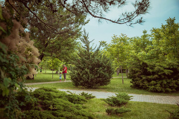A green lawn in the park summer day. Summer