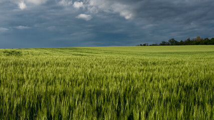 Wheat field and sky with dark clouds rural landscape