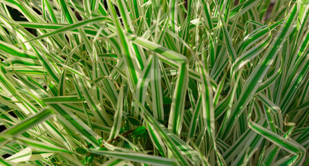 green and white grass in the sun