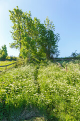 Fototapeta na wymiar Footpath through a meadow with flowerings Cow parsley in summer