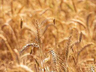 Closeup view of the ripe wheat field. Selective focus