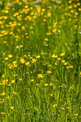 Beautiful buttercup flowers on a summer meadow in backlight