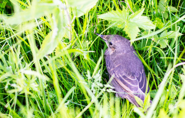 Starling chick in green grass on a summer day